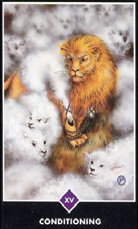 15. Conditioning(조건화)